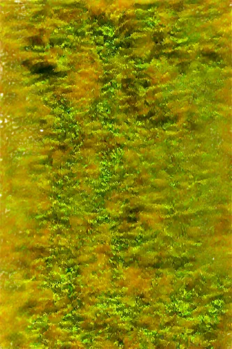 watermilfoil,cyanobacteria,hydrilla,wavelet,macrophytes,milfoil,chlorophyta,swampy landscape,water surface,pondweed,wavelets,trichophyton,seafloor,seagrass,venus surface,brakhage,duckweed,subsurface,shallows,on the water surface,Illustration,Realistic Fantasy,Realistic Fantasy 09