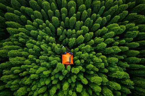 nature and man,people in nature,fir forest,tree torch,green wallpaper,drone photo,norfolk island pine,conifers,drone shot,chilean cedar,arborist,fir needles,fir green,douglas fir,spruce-fir forest,coniferous,conifer,green forest,fir trees,girl with tree,Photography,Fashion Photography,Fashion Photography 06