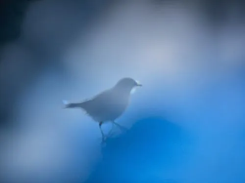 a small white bird standing on a nch,blue bird,cowbird,night bird,crow in silhouette,white bird,bird in flight