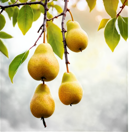 quince decorative,pear cognition,pear quince,pears,lemon background,yellow plums,lemon tree,lemon wallpaper,pear,argan tree,figues,golden delicious,poire,yellow fruit,fruit tree,greengage,limon,kiwi lemons,guavas,lemon - fruit,Conceptual Art,Daily,Daily 20