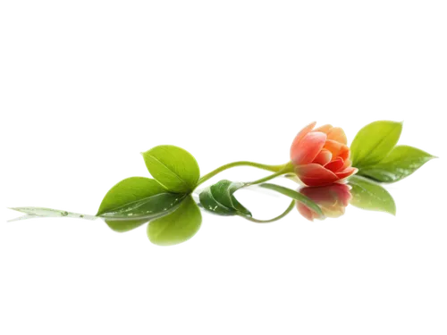 Delicate nature flowers, colorful petals, soft focus, gentle swaying, slender stems, bright green leaves, morning dew, warm sunlight, shallow depth of field, 3/4 composition, vibrant colors, detailed 