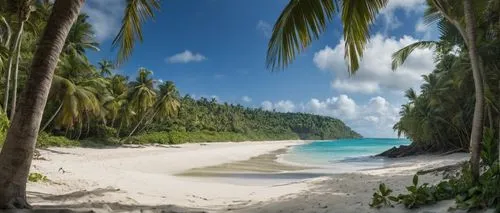 tropical beach,beautiful beach,sand,palms,south sea,dream place,Photography,General,Natural