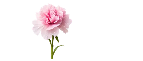 flowers png,tulip background,pink carnation,pink poppy,pink tulip,pink lisianthus,pink floral background,flower background,carnation flower,peony pink,minimalist flowers,floral digital background,paper flower background,carnation of india,pink flower,peony,pink peony,flower pink,carnation,mini carnation,Art,Classical Oil Painting,Classical Oil Painting 35