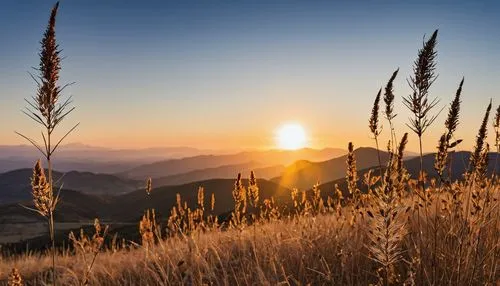 mountain sunrise,cheatgrass,lughnasadh,anana mountains,carpathians,marin county,Photography,General,Realistic