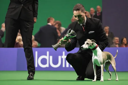 A Whippet named Tease wins best in show at Crufts,dogshow,saluki,bull terrier (miniature),polish greyhound,silken windhound,galgo español,whippet,great dane,smooth fox terrier,appenzeller sennenhund,h