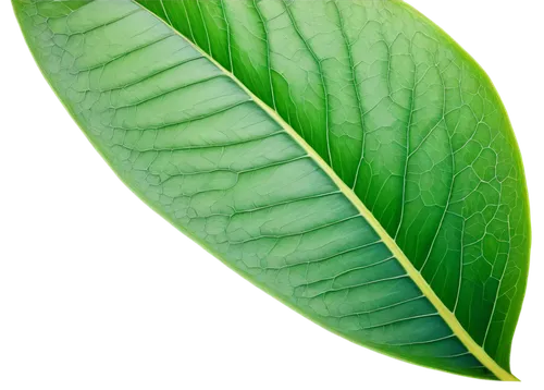 tropical leaf,magnolia leaf,tropical leaf pattern,walnut leaf,jungle leaf,coconut leaf,banana leaf,custody leaf,foliage leaf,mape leaf,fig leaf,chestnut leaf,green leaf,leaf,leaf structure,tree leaf,beech leaf,palm leaf,fan leaf,leaf pattern,Photography,Documentary Photography,Documentary Photography 26