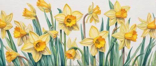 daffodils,yellow daffodils,the trumpet daffodil,yellow tulips,daffodil,tulip background,flower painting,jonquils,yellow daffodil,daffodil field,flowers png,tulipa,yellow orange tulip,floral digital background,spring background,flower background,tulips,tulip flowers,flower art,springtime background,Conceptual Art,Daily,Daily 17