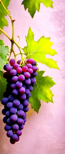 Purple grapes, green leaves, bunch, realistic, detailed texture, soft natural light, 3/4 composition, shallow depth of field, warm color tone, cinematic lighting, still life, tabletop, morning dew, fr