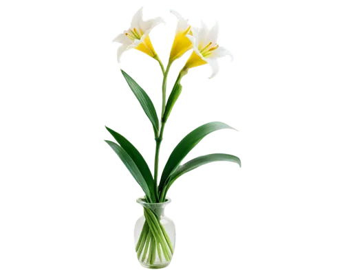 flowers png,garden star of bethlehem,jonquils,tulip background,lutea,zephyranthes,lilies of the valley,tuberose,easter lilies,flower illustrative,imbolc,flower background,star of bethlehem,artificial flower,lily of the valley,spring onion,freesia,ornithogalum,flower illustration,freesias,Art,Artistic Painting,Artistic Painting 37