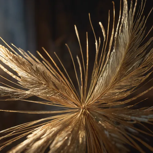 strands of wheat,seed-head,einkorn wheat,feather bristle grass,wheat ears,wheat ear,durum wheat,dried grass,strand of wheat,wheat grain,hordeum,elymus repens,ornamental grass,foxtail barley,wheat grasses,seed wheat,pennisetum,hare tail grasses,triticale,triticum durum,Photography,General,Natural