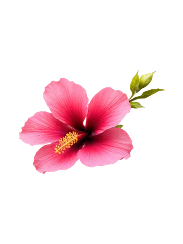 flowers png,flower background,pink floral background,pink hibiscus,hibiscus flower,hibiscus flowers,hawaiian hibiscus,hibiscus,hibiscus and leaves,rose png,floral digital background,pink flower,hibiscus rosa-sinensis,minimalist flowers,chinese hibiscus,pink moccasin flower,swamp rose mallow,hibiscus-double,paper flower background,hibiscus rosasinensis,Illustration,American Style,American Style 02