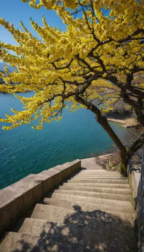 tabebuia,yellow tabebuia,flowering tree,blossom tree,flowering trees,blooming trees,blooming tree,tree blossoms,flower tree,flourishing tree,montreux,spring blossom,tabebuia chrysantha,lake annecy,spring blossoms,jacaranda,forsythia,lake geneva,lake thun,lake garda