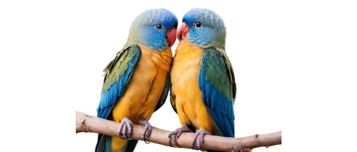 blue and gold macaw,blue and yellow macaw,macaw hyacinth,macaws on black background,macaws blue gold,blue macaw,beautiful macaw,macaw,yellow macaw,guacamaya,macaws,couple macaw,macaws of south america,blue macaws,scarlet macaw,caique,blue parakeet,parrot feathers,sun parakeet,light red macaw,Conceptual Art,Daily,Daily 11