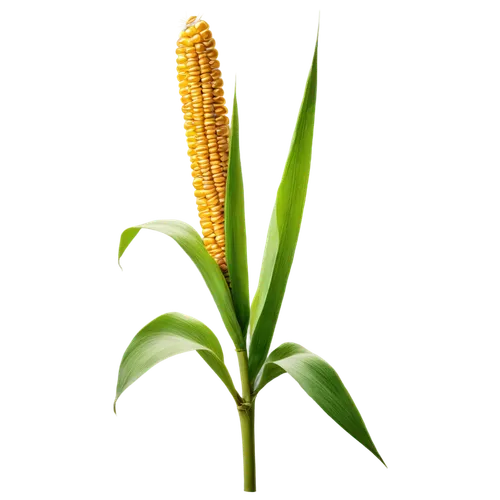 Tall corn stalks, golden yellow kernels, green leaves, thick stem, rustic texture, daytime, soft sunlight, warm color tone, shallow depth of field, 3/4 composition, natural scenery, rural landscape, r