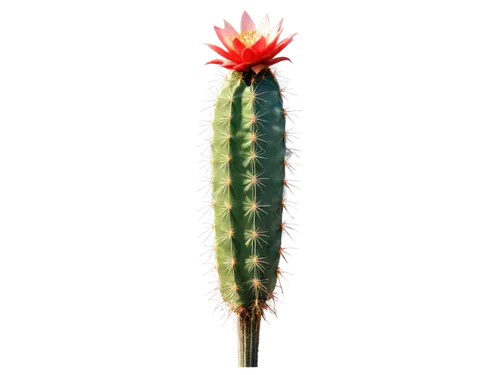 prickly green cactus, desert plant, solitary, tall, thick stem, sharp spines, vibrant flowers, morning sunlight, warm color tone, shallow depth of field, 3/4 composition, cinematic lighting, soft focu