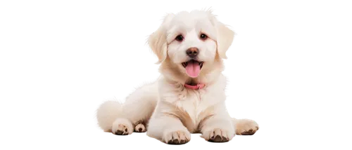 dog angel,dogana,white dog,venkman,sparapet,dog,labrador,pyr,retriever,dog pure-breed,kutta,borker,dog illustration,golden retriever,atka,inu,transparent background,samoyedic,bulb,dogrib,Illustration,Realistic Fantasy,Realistic Fantasy 05