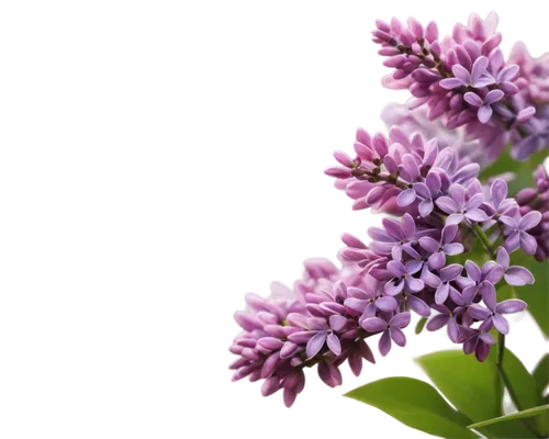 small-leaf lilac,lilacs,flowers png,lilac flowers,lilac flower,common lilac,lilac blossom,lilas,white lilac,pink hyacinth,butterfly lilac,valeriana,lilac branch,syringa,purple lilac,golden lilac,lilac bouquet,hyacinthus,lilac tree,purple wallpaper,Illustration,Japanese style,Japanese Style 09