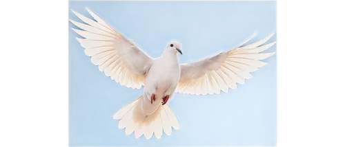 dove of peace,peace dove,doves of peace,white dove,fairy tern,flying tern,tern bird,black-winged kite,dove,peacocke,royal tern,seagull in flight,holy spirit,aguiluz,tern,tern flying,kagu,beautiful dove,white bird,silver tern,Conceptual Art,Sci-Fi,Sci-Fi 12