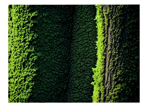 xylem,chlorophylls,chlorophyll,green border,bryophyte,vegetation,chloropaschia,bryophytes,buxus,cypresses,green wallpaper,sporophyte,tree texture,photosynthetic,seamless texture,dacrydium,asplenium,chlorosis,cupressus,chloroplasts,Illustration,Retro,Retro 15