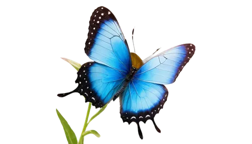 blue butterfly background,butterfly clip art,butterfly vector,butterfly background,ulysses butterfly,morpho butterfly,blue butterfly,blue morpho butterfly,blue morpho,mazarine blue butterfly,morpho,morpho peleides,white admiral or red spotted purple,blue butterflies,hesperia (butterfly),butterfly isolated,satyrium (butterfly),butterfly,isolated butterfly,common blue butterfly,Conceptual Art,Daily,Daily 08