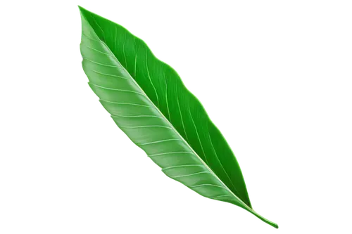 coconut leaf,tropical leaf,palm leaf,mape leaf,banana leaf,jungle leaf,magnolia leaf,walnut leaf,tropical leaf pattern,leaf background,tree leaf,palm leaves,oleaceae,green leaf,banana leaf rice,custody leaf,fan leaf,chestnut leaf,leaf,spring leaf background,Photography,Documentary Photography,Documentary Photography 17