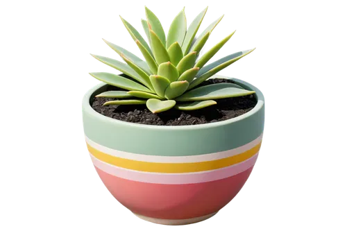 succulent plant,potted plant,plant pot,pot plant,succulent in dark red pot,potted palm,cactus digital background,kawaii cactus,hostplant,desert plant,aloe,flowerpot,polka plant,garden pot,money plant,container plant,cactus,houseplant,torch aloe,mixed cup plant,Illustration,Abstract Fantasy,Abstract Fantasy 13