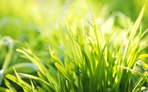 wheat germ grass,grass grasses,wheatgrass,wheat grass,quail grass,block of grass,blooming grass,grass blossom,sweet grass plant,grass,green grass,meadow fescue,trembling grass,halm of grass,long grass,sweet grass,blade of grass,arrowgrass,grass fronds,aaa