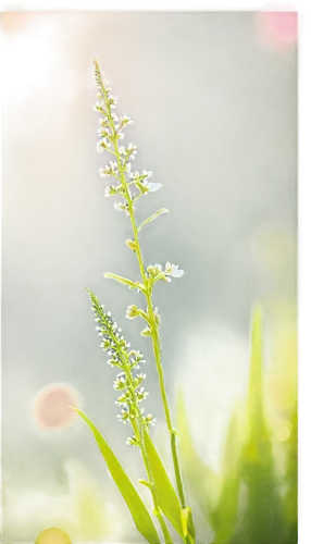 Wildflowers, colorful blooms, soft petals, delicate stems, green leaves, gentle sways, warm sunlight, shallow depth of field, bokeh effect, macro photography, 1/2 composition, vibrant colors, natural 