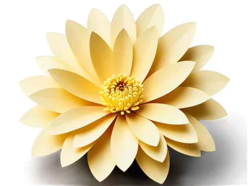 chrysanthemum background,the white chrysanthemum,white chrysanthemum,chrysanthemum,sunflower lace background,paper flower background,celestial chrysanthemum,gold flower,yellow chrysanthemum,wood daisy background,shasta daisy,yellow gerbera,flower background,margueritte,flowers png,daisy flower,two-tone flower,african daisy,bicolored flower,marguerite daisy,Unique,Paper Cuts,Paper Cuts 04