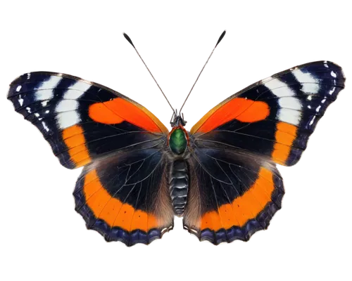 Red Admiral Butterfly, close-up, detailed wings, white spots, black edges, red stripes, green leaves, natural habitat, tropical rainforest, warm lighting, shallow depth of field, 3/4 composition, macr