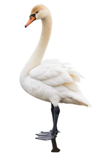 White swan, elegant posture, long neck, orange beak, soft feathers, fluffy texture, gentle eyes, serene expression, standing on one leg, reflected in calm water, morning mist, soft warm lighting, cine