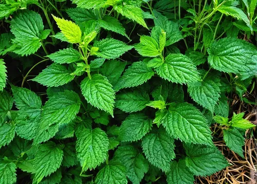 Write a suspenseful story about an Indian nettle that holds a dark secret.,stinging nettle,nettle leaves,indian nettle,thimbleberry,stevia rebaudiana,lemon balm,green foliage,lemon beebalm,nettle,ment