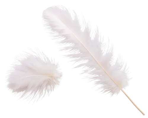 white feather,swan feather,chicken feather,cotton swab,feather carnation,feather bristle grass,feather pen,hawk feather,ostrich feather,pigeon feather,bird feather,prince of wales feathers,feather headdress,feather,feather jewelry,peacock feather,feather on water,feathers,quills,parrot feathers,Illustration,Realistic Fantasy,Realistic Fantasy 03