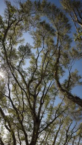 tree canopy,palma trees,casuarina,canopy,jacaranda trees,tree tops,yoshua tree national park,the branches of the tree,the trees,treetops,deciduous trees,pinus,the branches,tree branches,trees,pine branches,tree grove,tree leaves,singleleaf pine,arizona cypress