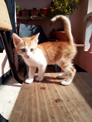 ginger kitten,cat greece,stray kitten,aegean cat,catrín,marmalade,jaffa,cat's cafe,ginger cat,macchiato,american wirehair,little cat,panucho,red tabby,aperol,cirneco dell'etna,kurilian bobtail,street cat,cat european,ratonero bodeguero andaluz