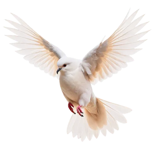 dove of peace,doves of peace,peace dove,white dove,bird png,holy spirit,peacocke,dove,fairy tern,kagu,beautiful dove,arctic tern,tern bird,white bird,white pigeon,white eagle,tern,flying tern,doves,pentecostalist,Illustration,Abstract Fantasy,Abstract Fantasy 21