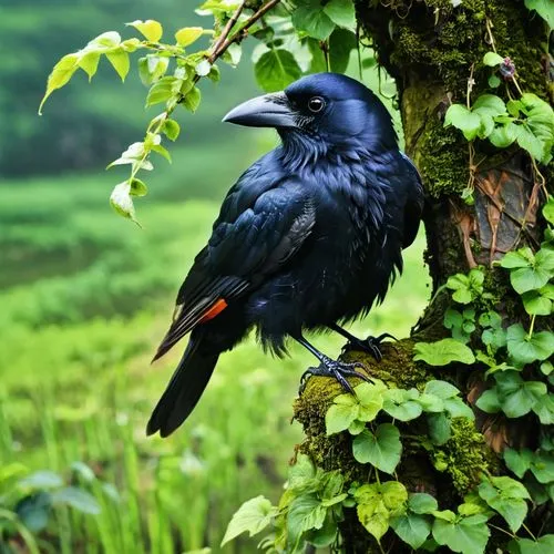 koel,pied starling,tui,kaffir horned raven,raven bird,asian bird,bucorvus leadbeateri,common raven,corvus monedula,karasu,white-winged widowbird,corvus frugilegus,dyfi,corvus corone,corvidae,nature bird,corvus corax,beautiful bird,pyrrhocorax graculus,black raven,Photography,Fashion Photography,Fashion Photography 11