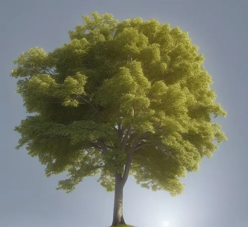 a tree and its surroundings can be seen from the ground,metasequoia,flourishing tree,isolated tree,green tree,a tree,photosynthesis,Photography,General,Realistic