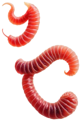 Worms in human feces, close-up, detailed texture, brownish-red color, slimy surface, curled bodies, tiny eyes, microscopic details, shallow depth of field, warm lighting, macro photography composition