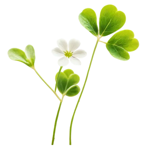 spring leaf background,clover leaves,four-leaf clover,oxalis,4-leaf clover,five-leaf clover,three leaf clover,clovers,maidenhair,four leaf clover,sandwort,aaaa,arabidopsis,flowers png,4 leaf clover,a four leaf clover,wood sorrel,clover flower,green wallpaper,parsley leaves,Illustration,Retro,Retro 06