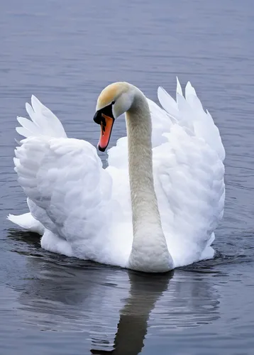 mute swan,trumpeter swan,tundra swan,swan on the lake,swan lake,trumpet of the swan,white swan,canadian swans,swan boat,swan,swan cub,swan pair,young swan,trumpeter swans,swans,cygnet,constellation swan,mourning swan,the head of the swan,swan baby,Art,Classical Oil Painting,Classical Oil Painting 31