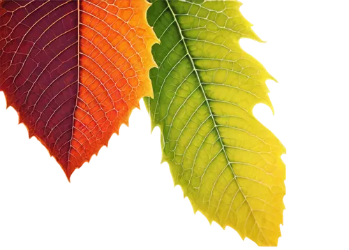 leaf background,colorful leaves,colored leaves,leaf color,spring leaf background,beech leaf,tropical leaf,beech leaves,autumn leaf,tree leaf,chestnut leaf,suspended leaf,tree leaves,leaf structure,red leaf,acorn leaf,watercolor leaves,leafed,gum leaves,fall leaf,Illustration,Vector,Vector 09