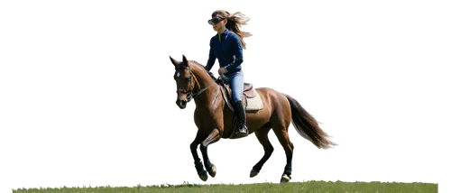 kiberlain,hickstead,dubawi,kauto,hanoverian,standardbred,equestrian sport,cavalryman,istabraq,racehorse,rajasinghe,eddery,alydar,suffused,gainesway,eventer,trakehner,equerry,dressage,protectionist,Conceptual Art,Daily,Daily 09