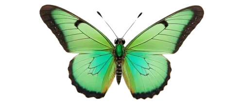 graphium,butterfly green,butterfly background,butterfly vector,ornithoptera,morphos,aurora butterfly,large aurora butterfly,registerfly,papilio,charaxes,pipala,chryssides,pellucid hawk moth,birdwing,tytonidae,derivable,lepidoptera,colibri,glass wing butterfly,Illustration,Vector,Vector 17