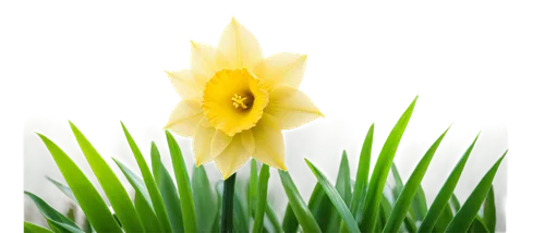 tulip background,imbolc,filled daffodil,jonquils,the trumpet daffodil,daffyd,daffodil,yellow daffodil,daff,daffodils,easter lilies,spring leaf background,spring background,grass lily,flower background,garden star of bethlehem,day lily flower,grass blossom,day lily,star of bethlehem,Illustration,Japanese style,Japanese Style 05