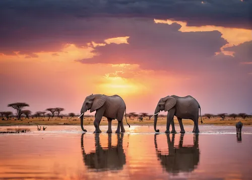 Elephant and giraffes in a lake at sunset, Etosha National Park, Namibia - Budget travel tips & deals to help you live the dream,african elephants,african elephant,etosha,watering hole,elephants,eleph