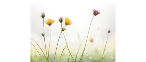 Wild flowers, colorful petals, delicate stems, soft focus, natural light, morning dew, gentle breeze, blurred background, shallow depth of field, warm color tone, 3/4 composition, close-up shot, vibra