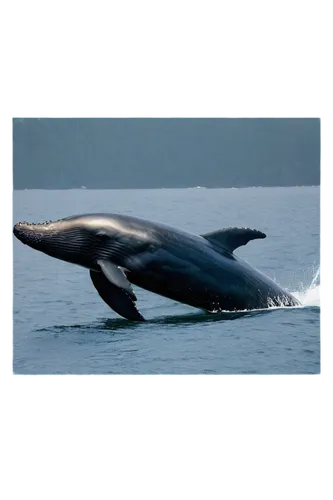 northern whale dolphin,cetacean,tursiops truncatus,pilot whale,short-finned pilot whale,white-beaked dolphin,marine mammal,humpback whale,marine mammals,aquatic mammal,cetacea,bottlenose dolphin,dorsal fin,oceanic dolphins,blue whale,common bottlenose dolphin,mooring dolphin,spotted dolphin,sea animals,dusky dolphin,Illustration,American Style,American Style 01