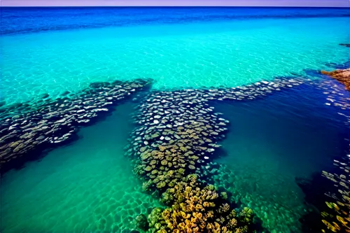 abrolhos,great barrier reef,ningaloo,heron island,long reef,coral reefs,coral reef,phytoplankton,atoll from above,nhulunbuy,colorful water,sargassum,cayo largo,kalbarri,chromatophores,lifou,reefs,dahab island,kivalu,formentera,Art,Classical Oil Painting,Classical Oil Painting 33