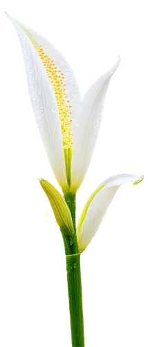 grass lily,white lily,lily flower,grape-grass lily,stamen,grass blossom,easter lilies,madonna lily,lilly of the valley,white flower,white trumpet lily,lily of the field,hymenocallis,white cosmos,palm lily,lily of the valley,peace lily,delicate white flower,lilies of the valley,blooming grass,Art,Classical Oil Painting,Classical Oil Painting 10